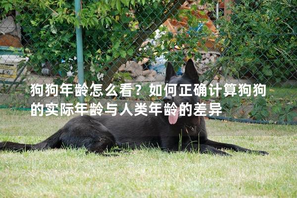 狗狗年龄怎么看？如何正确计算狗狗的实际年龄与人类年龄的差异