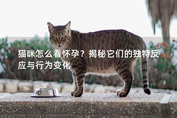 猫咪怎么看怀孕？揭秘它们的独特反应与行为变化