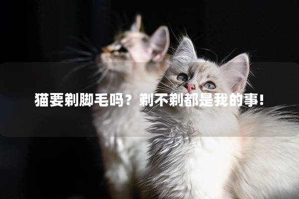 猫要剃脚毛吗？剃不剃都是我的事!