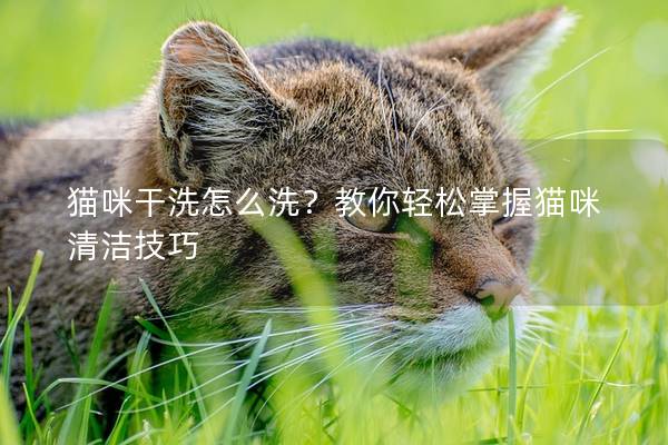 猫咪干洗怎么洗？教你轻松掌握猫咪清洁技巧