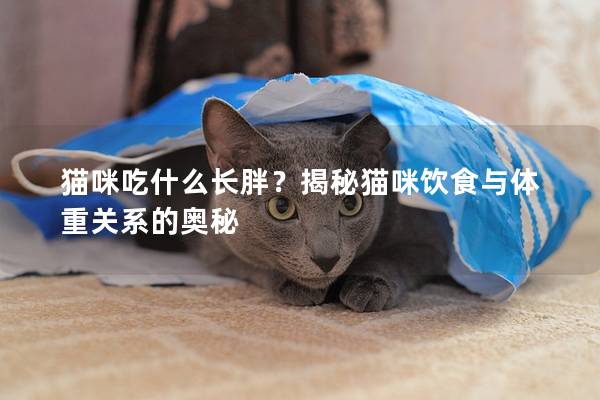 猫咪吃什么长胖？揭秘猫咪饮食与体重关系的奥秘