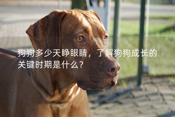狗狗多少天睁眼睛，了解狗狗成长的关键时期是什么？