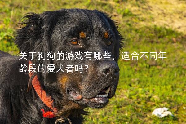 关于狗狗的游戏有哪些，适合不同年龄段的爱犬者吗？