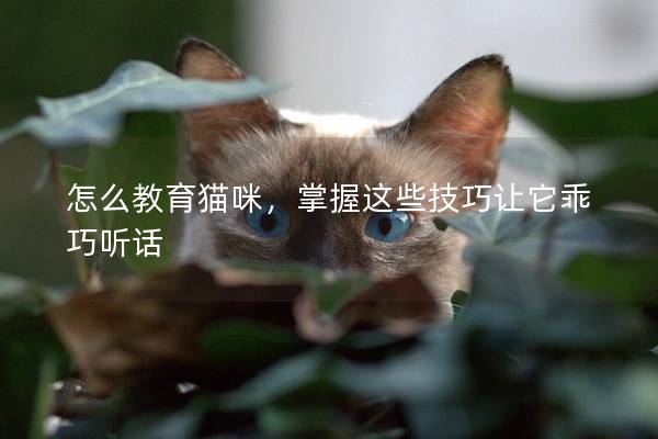 怎么教育猫咪，掌握这些技巧让它乖巧听话