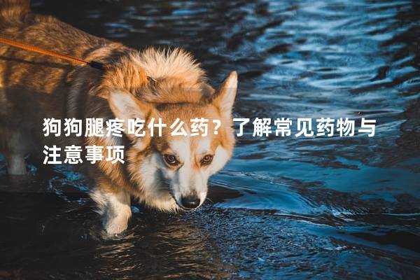 狗狗腿疼吃什么药？了解常见药物与注意事项