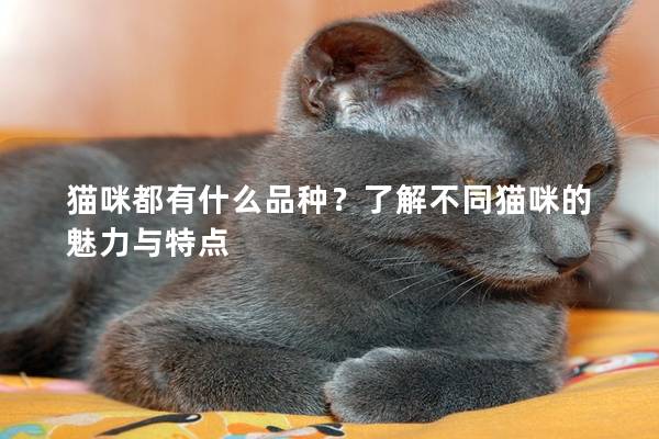 猫咪都有什么品种？了解不同猫咪的魅力与特点