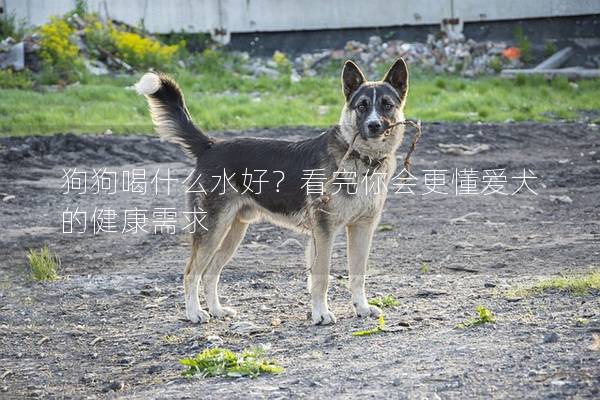 狗狗喝什么水好？看完你会更懂爱犬的健康需求