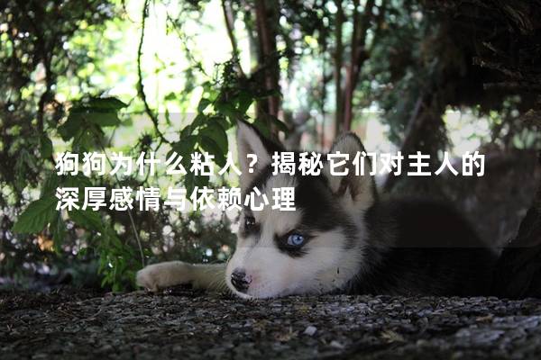 狗狗为什么粘人？揭秘它们对主人的深厚感情与依赖心理