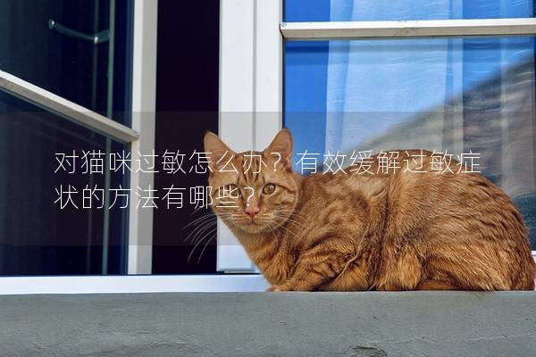 对猫咪过敏怎么办？有效缓解过敏症状的方法有哪些？
