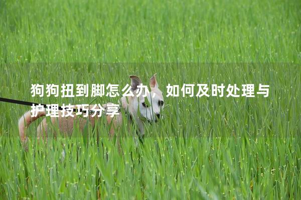 狗狗扭到脚怎么办，如何及时处理与护理技巧分享