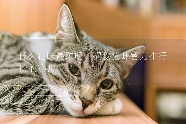 什么猫咪最聪明，揭秘猫咪智力排行榜的秘密