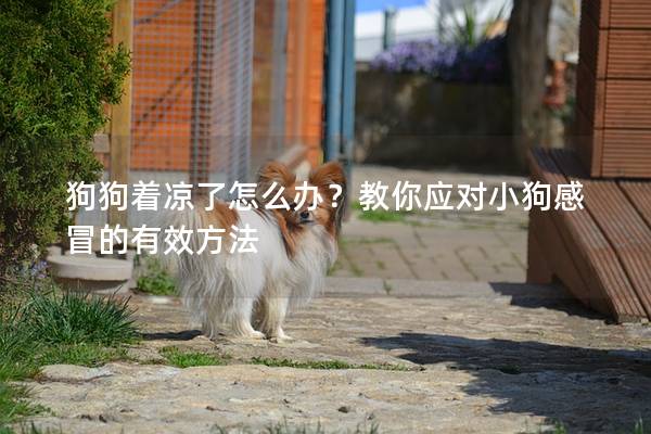 狗狗着凉了怎么办？教你应对小狗感冒的有效方法