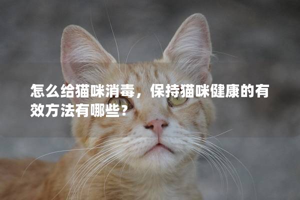 怎么给猫咪消毒，保持猫咪健康的有效方法有哪些？