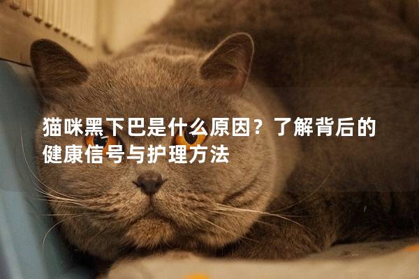 猫咪黑下巴是什么原因？了解背后的健康信号与护理方法