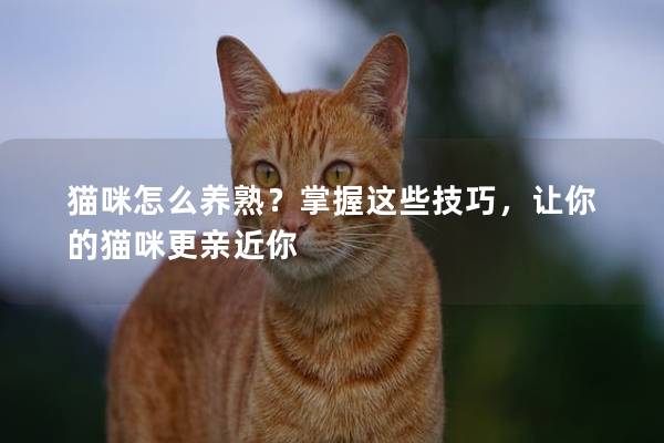猫咪怎么养熟？掌握这些技巧，让你的猫咪更亲近你