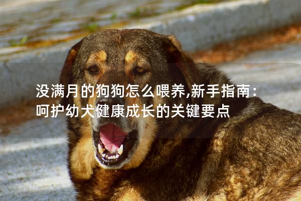 没满月的狗狗怎么喂养,新手指南：呵护幼犬健康成长的关键要点