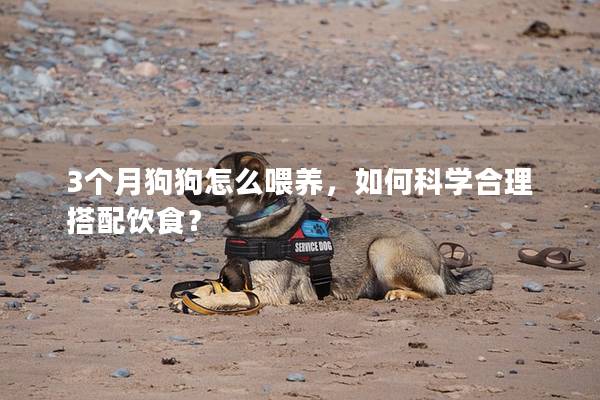 3个月狗狗怎么喂养，如何科学合理搭配饮食？
