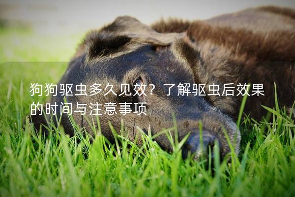 狗狗驱虫多久见效？了解驱虫后效果的时间与注意事项