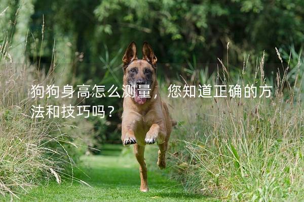 狗狗身高怎么测量，您知道正确的方法和技巧吗？