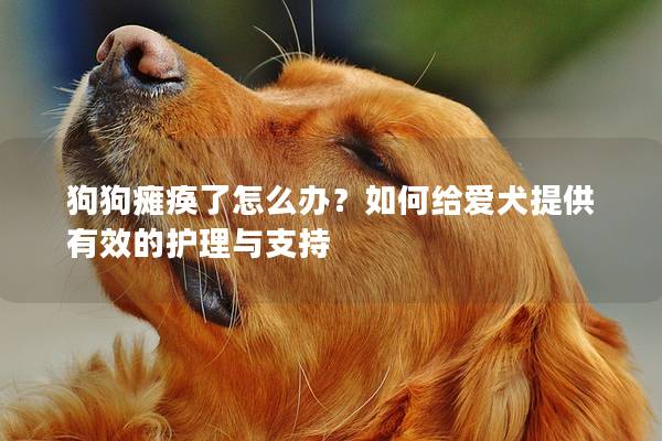 狗狗瘫痪了怎么办？如何给爱犬提供有效的护理与支持