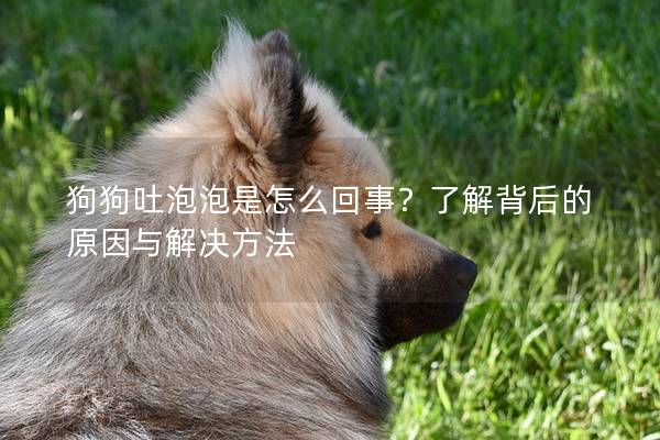 狗狗吐泡泡是怎么回事？了解背后的原因与解决方法