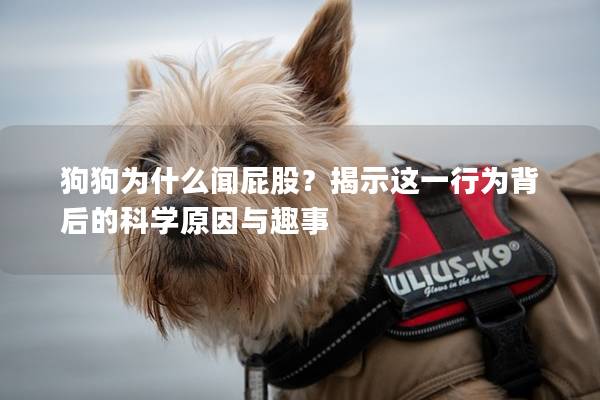 狗狗为什么闻屁股？揭示这一行为背后的科学原因与趣事