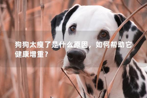 狗狗太瘦了是什么原因，如何帮助它健康增重？