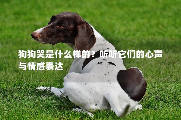 狗狗哭是什么样的？听听它们的心声与情感表达