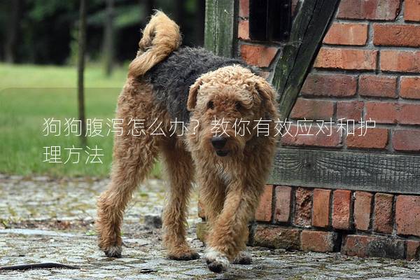 狗狗腹泻怎么办？教你有效应对和护理方法