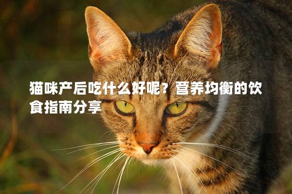 猫咪产后吃什么好呢？营养均衡的饮食指南分享