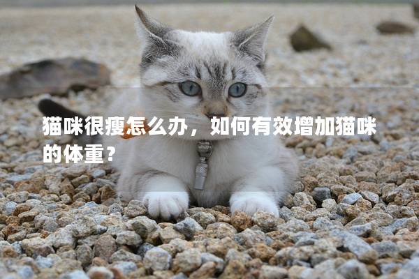 猫咪很瘦怎么办，如何有效增加猫咪的体重？