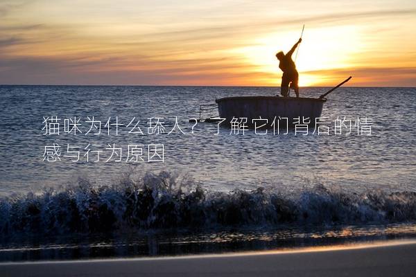 猫咪为什么舔人？了解它们背后的情感与行为原因