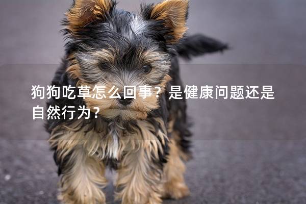 狗狗吃草怎么回事？是健康问题还是自然行为？