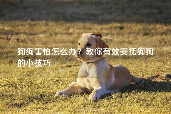 狗狗害怕怎么办？教你有效安抚狗狗的小技巧