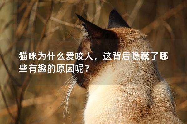 猫咪为什么爱咬人，这背后隐藏了哪些有趣的原因呢？
