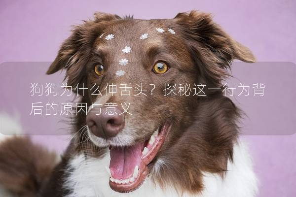 狗狗为什么伸舌头？探秘这一行为背后的原因与意义