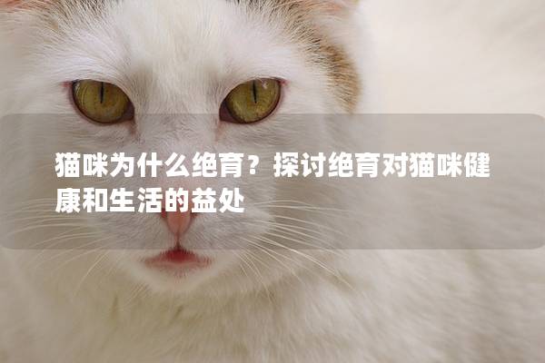 猫咪为什么绝育？探讨绝育对猫咪健康和生活的益处