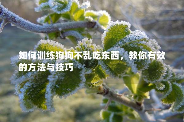如何训练狗狗不乱吃东西，教你有效的方法与技巧