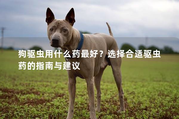 狗驱虫用什么药最好？选择合适驱虫药的指南与建议