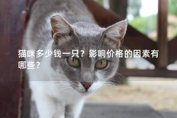 猫咪多少钱一只？影响价格的因素有哪些？