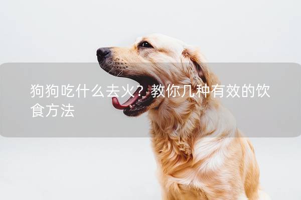 狗狗吃什么去火？教你几种有效的饮食方法