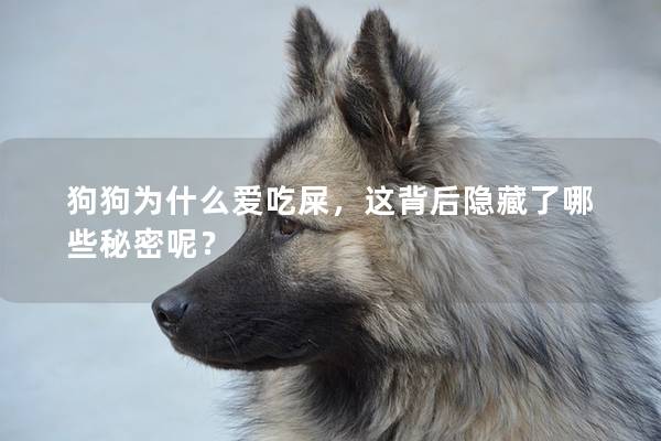 狗狗为什么爱吃屎，这背后隐藏了哪些秘密呢？