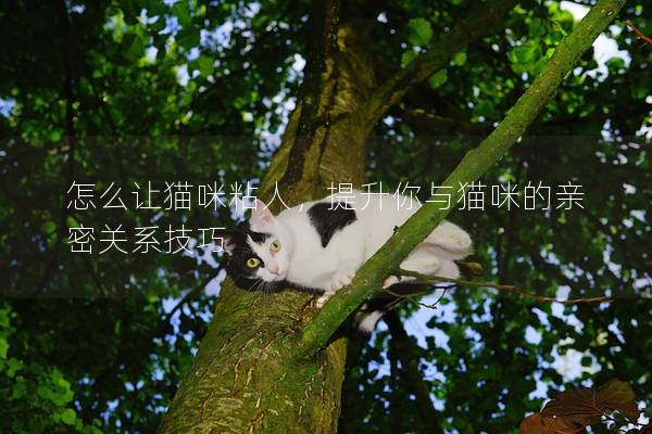 怎么让猫咪粘人，提升你与猫咪的亲密关系技巧