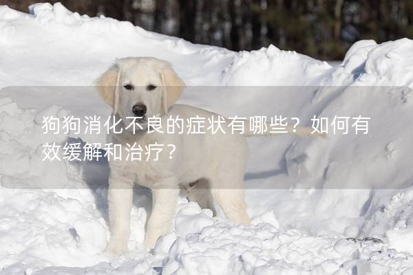 狗狗消化不良的症状有哪些？如何有效缓解和治疗？
