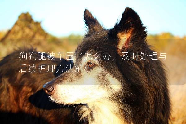 狗狗腿被车压了怎么办，及时处理与后续护理方法解析