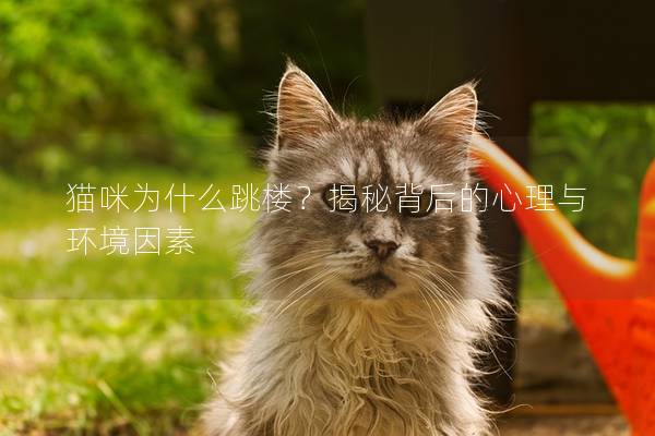 猫咪为什么跳楼？揭秘背后的心理与环境因素