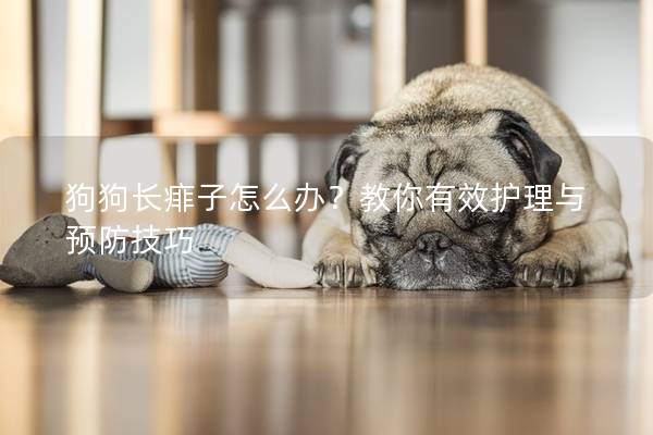 狗狗长痱子怎么办？教你有效护理与预防技巧