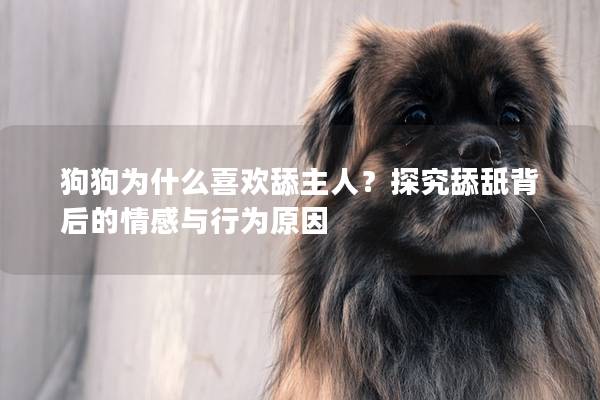 狗狗为什么喜欢舔主人？探究舔舐背后的情感与行为原因