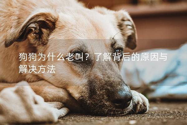 狗狗为什么老叫？了解背后的原因与解决方法