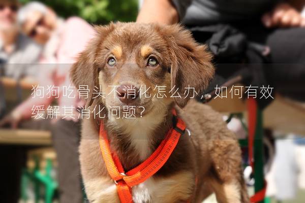 狗狗吃骨头不消化怎么办，如何有效缓解其消化问题？